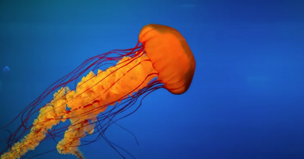 Misterioso veneno de esta medusa gigante