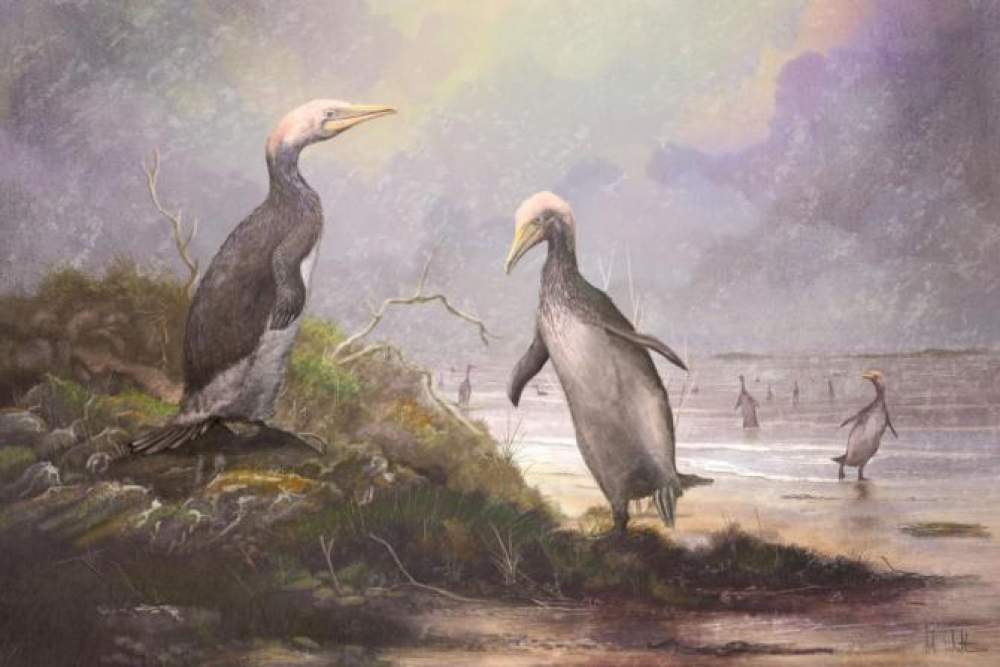 Pingüinos y aves gigantes de la prehistoria