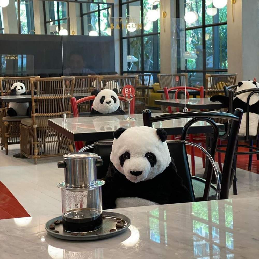 Pandas ocupan restaurante 