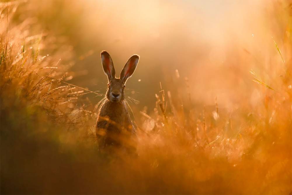 Fotógrafo de naturaleza GDT 2020
