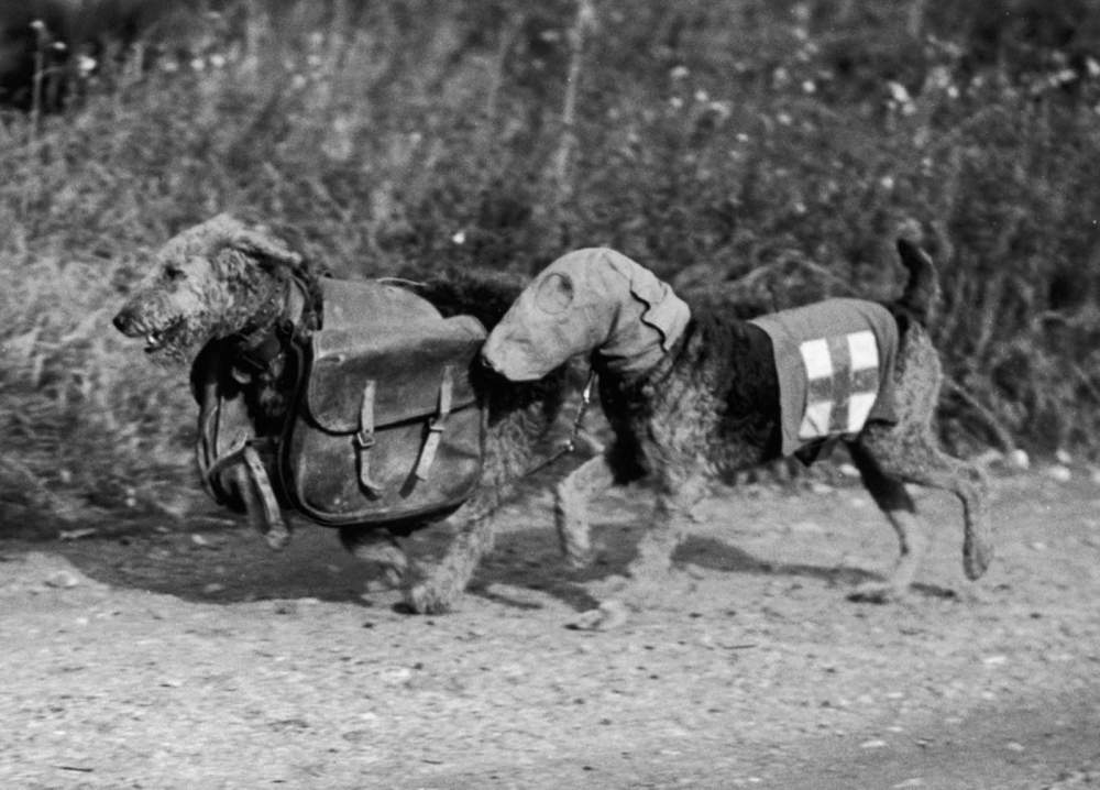 Perros con máscaras de gas