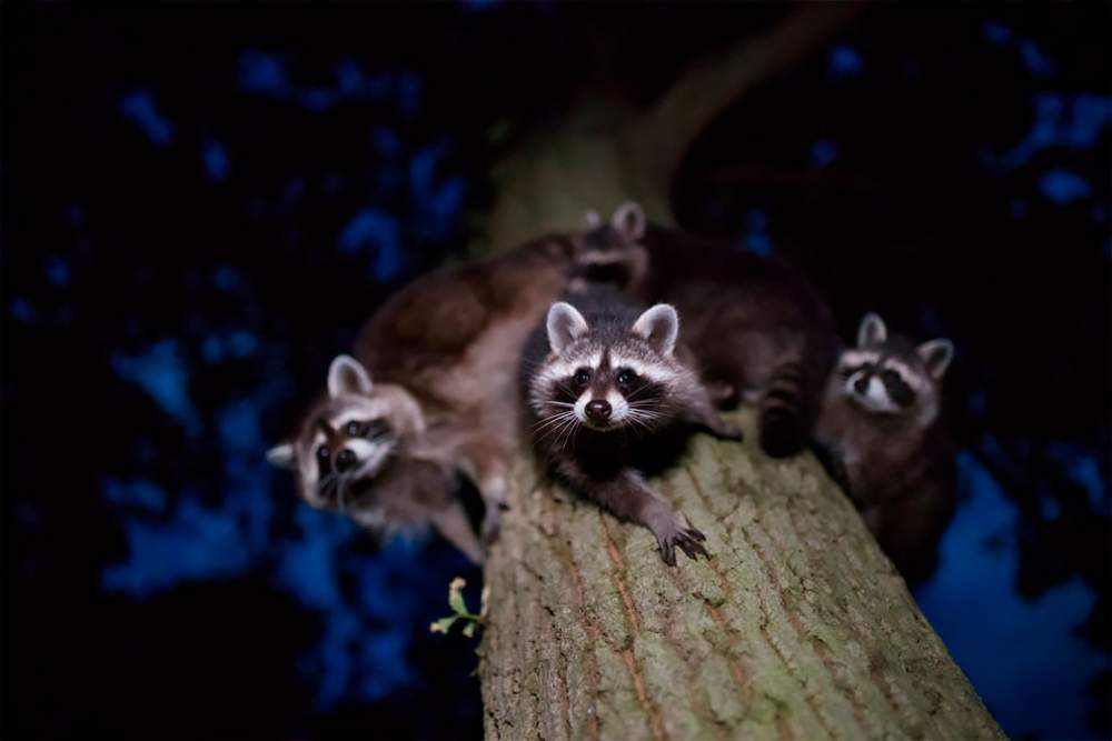 Fotógrafo de naturaleza GDT 2020