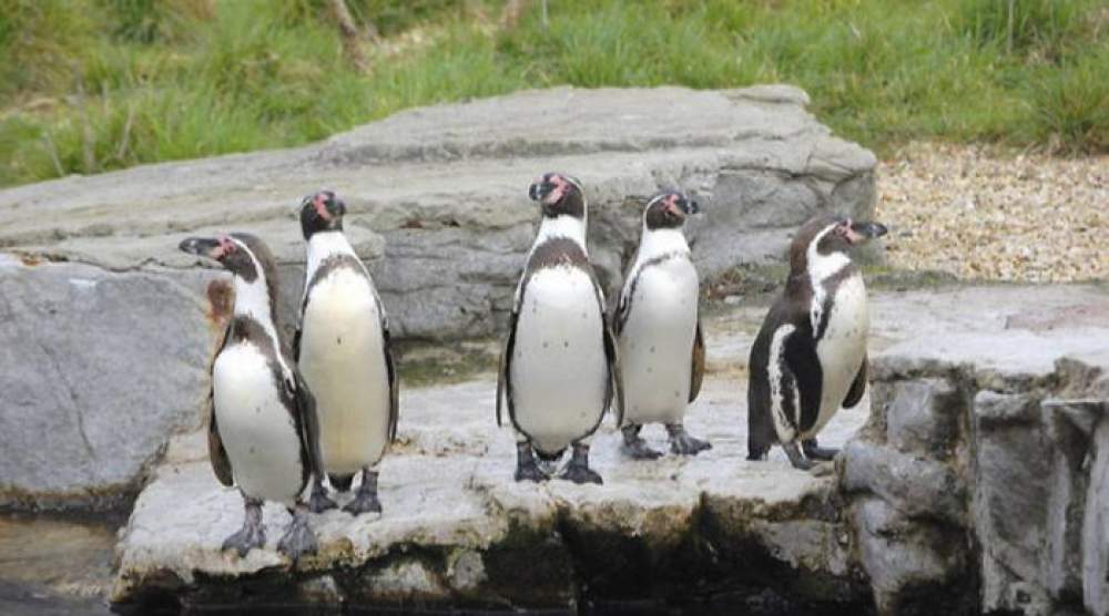 Supermercado adopta pingüinos 