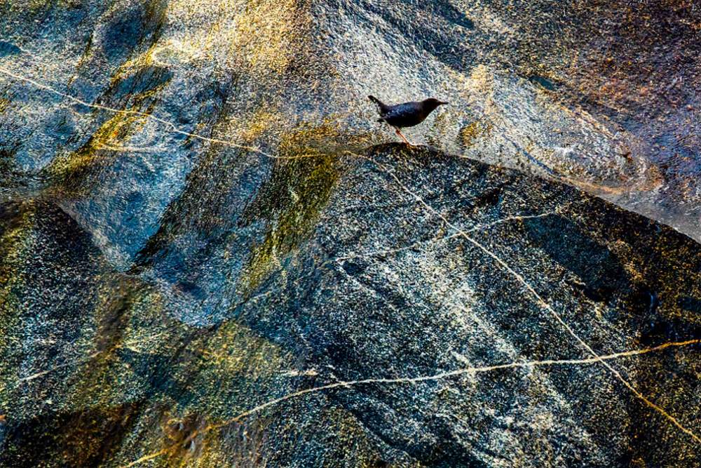 Fotógrafo de naturaleza GDT 2020