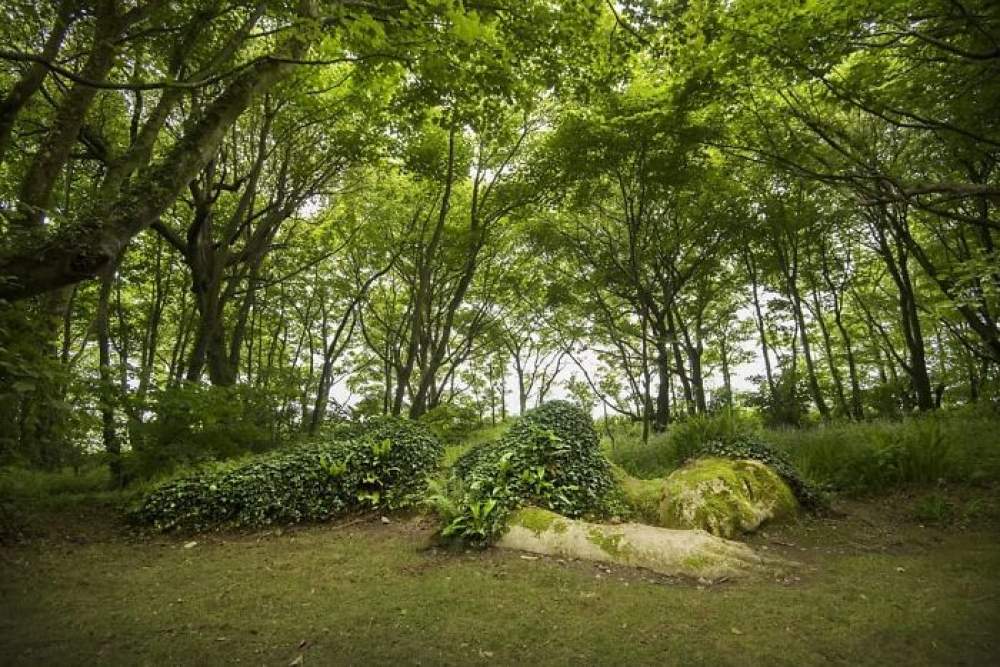  Los jardines perdidos de Heligan
