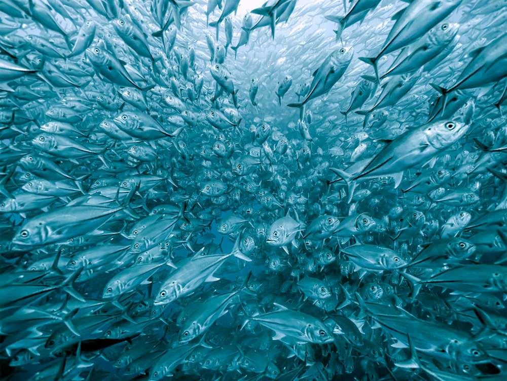 Fotógrafo de naturaleza GDT 2020