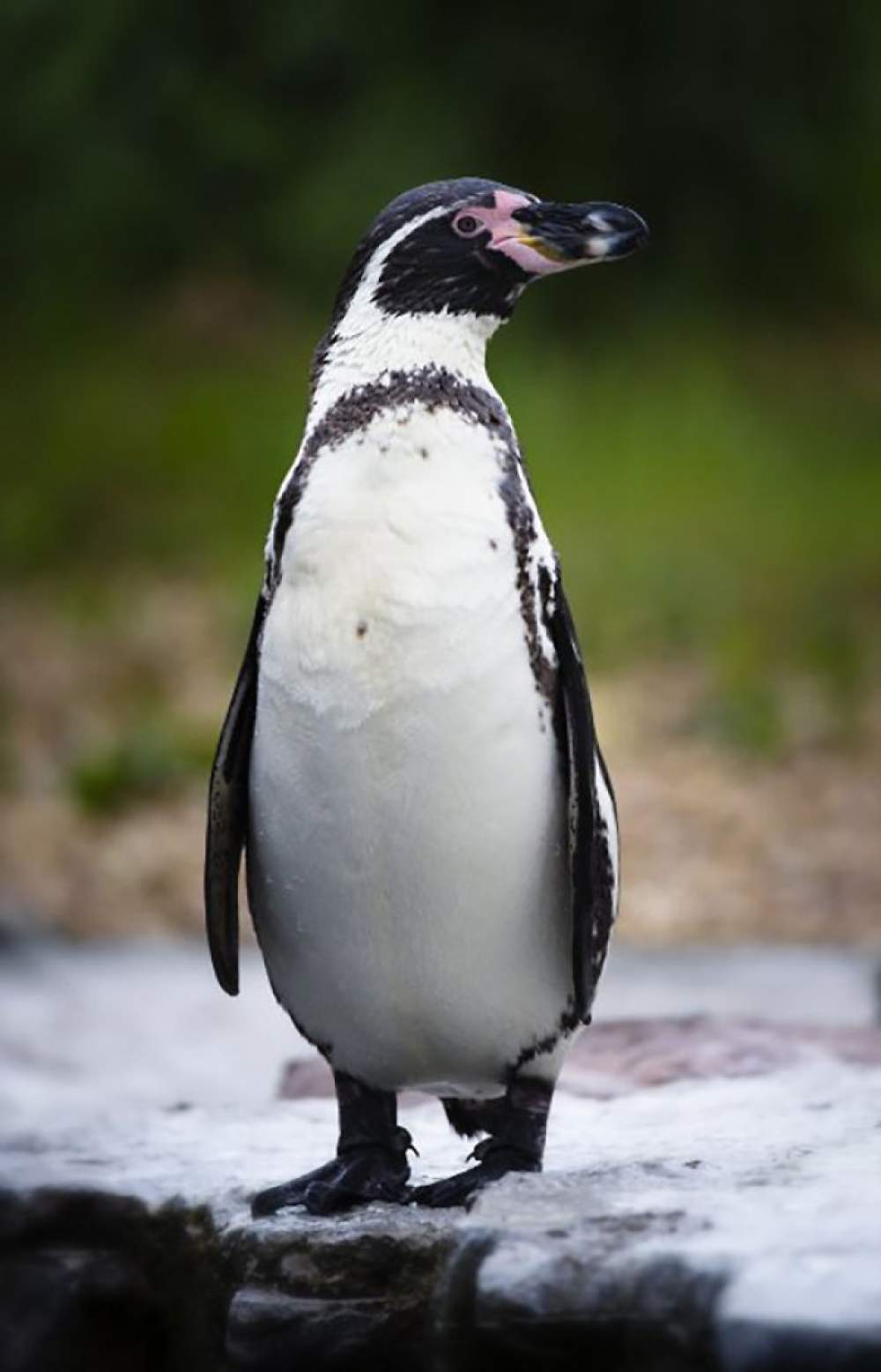 Supermercado adopta pingüinos 