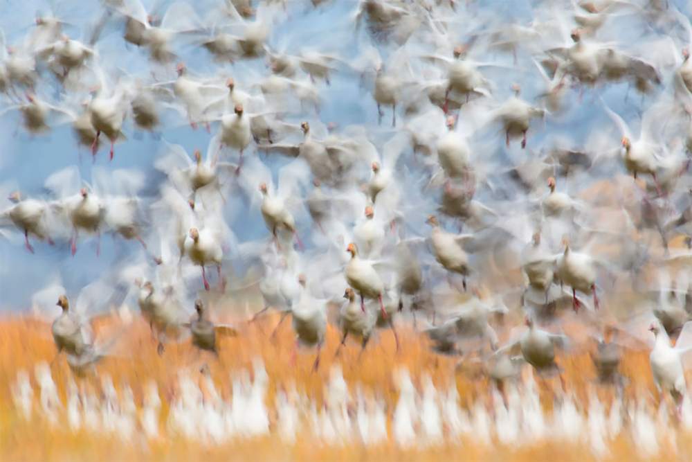 Fotógrafo de naturaleza GDT 2020