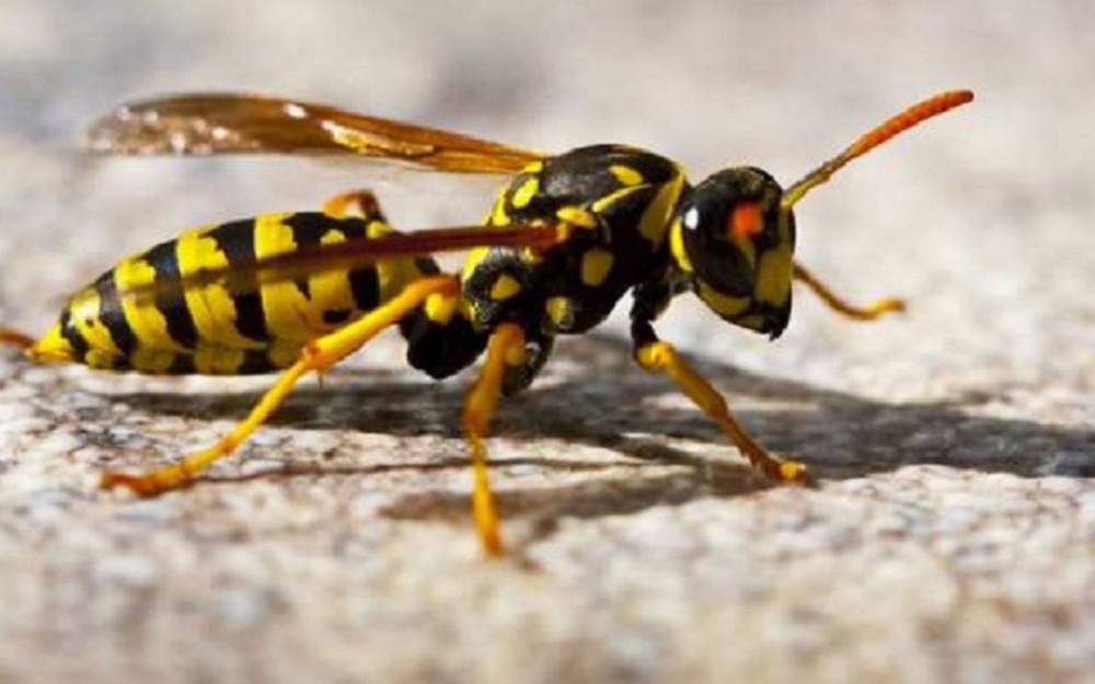 Una insospechada habilidad cognitiva de las avispas