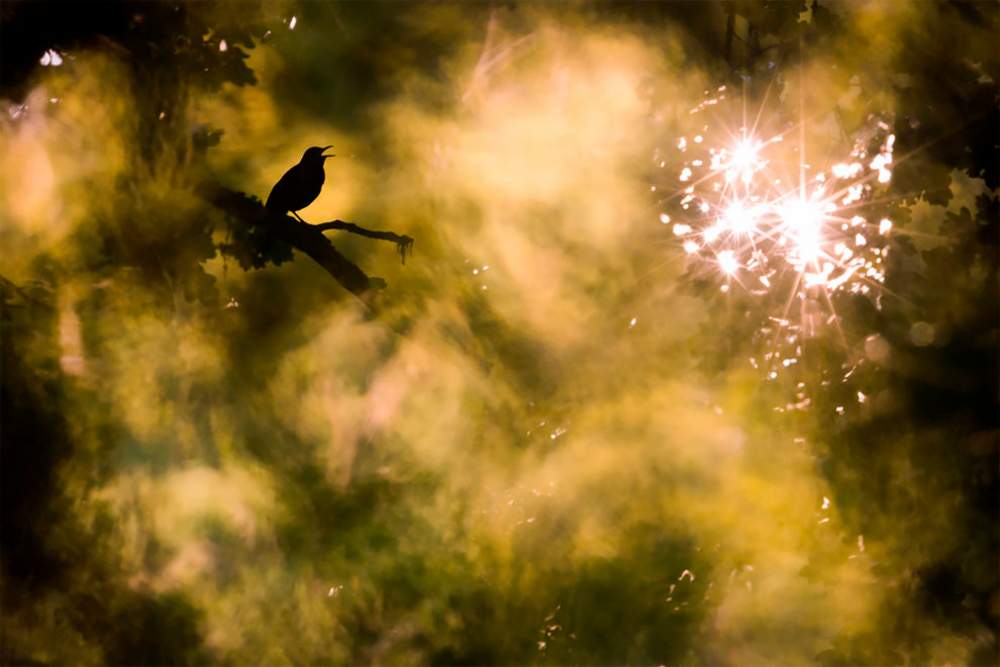 Fotógrafo de naturaleza GDT 2020
