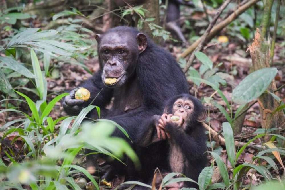 Chimpancés se desarrollan como humanos