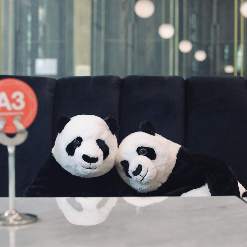 Pandas ocupan restaurante 