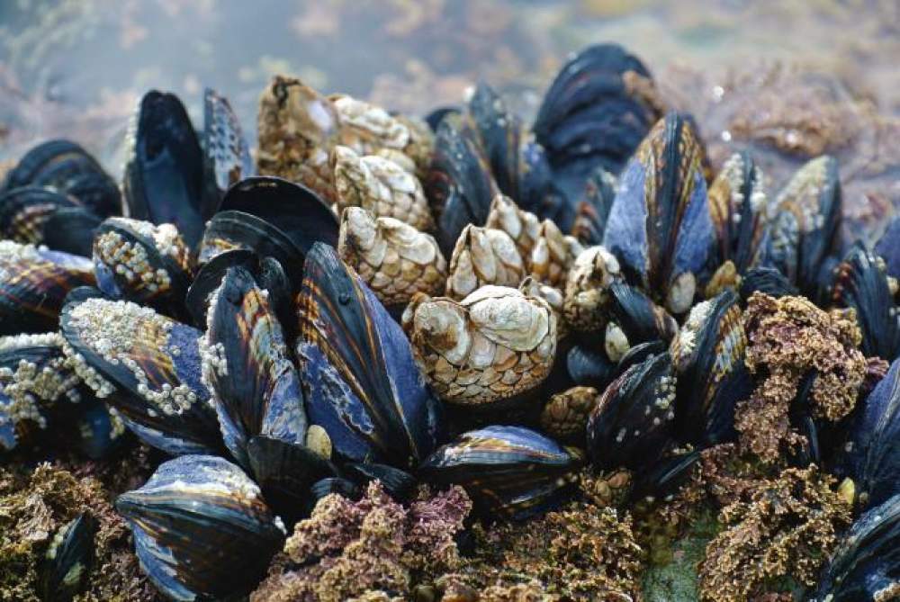 Nanoplásticos de poliestireno en mejillones