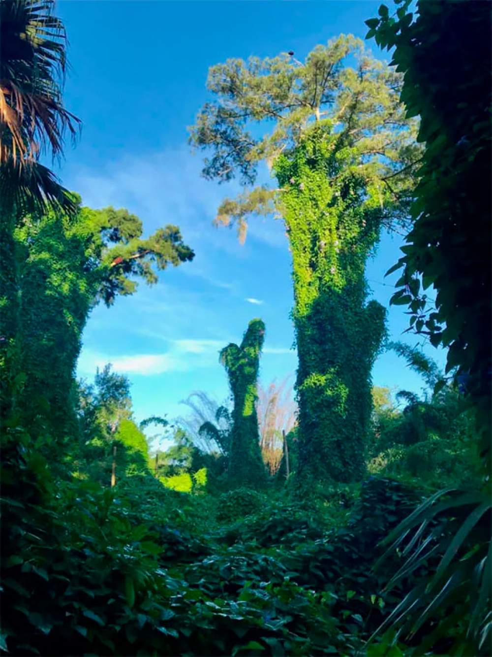 Hombre entra en la Isla del Tesoro de Disney