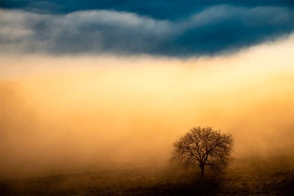 Fotógrafo de naturaleza GDT 2020