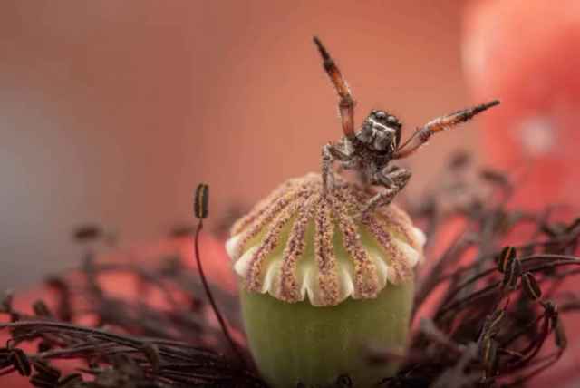 Ganadores de los premios de la revista Smithsonian