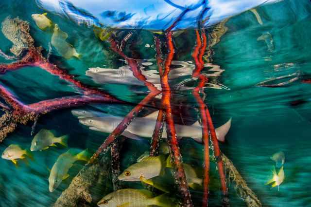 Ganadores de los premios Mangrove de fotografía