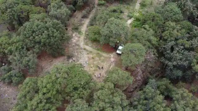 Alianzas, Mejores Bosques