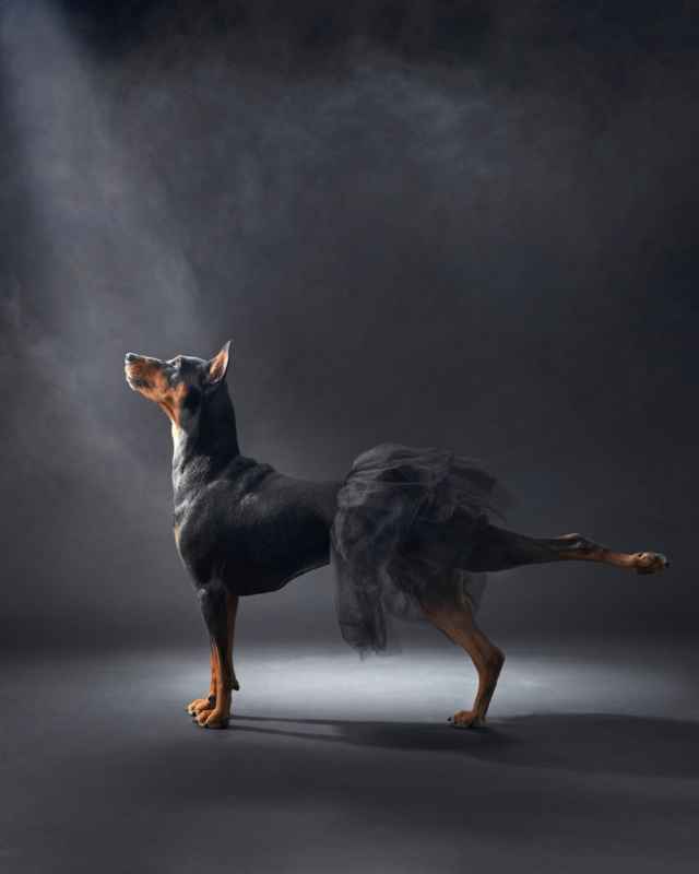 Las mejores fotografías de perros del 2023