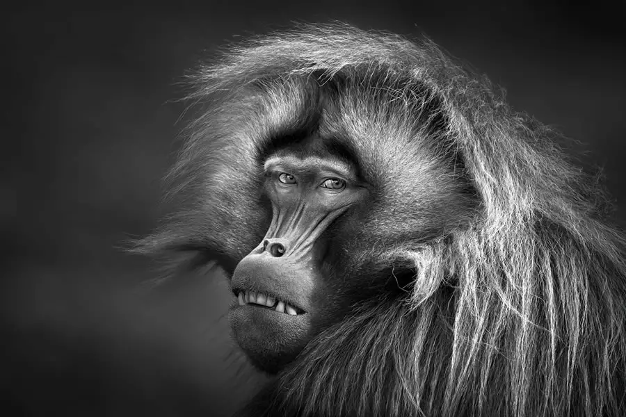 Ganadores de los premios de foto en blanco y negro 2023