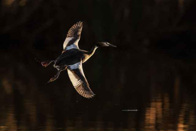 Finalistas en fotografía de aves de Australia 