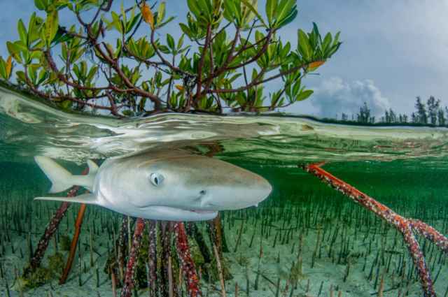 Ganadores de los premios Mangrove de fotografía