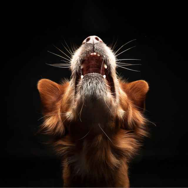 Las mejores fotografías de perros del 2023