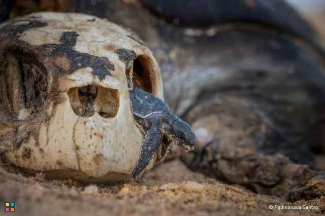 Ganadores de los premios de fotografía HIPA 2024