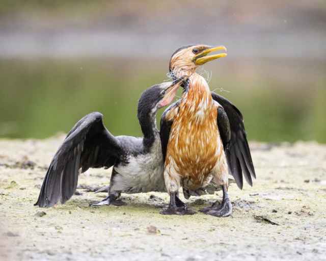 Finalistas en fotografía de aves de Australia 