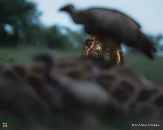 Ganadores de los premios de fotografía HIPA 2024