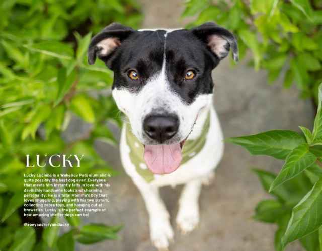  Calendario del Perro Triángulo Del Año 2024 