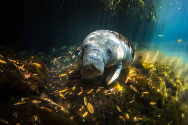 Ganadores de los premios Mangrove de fotografía