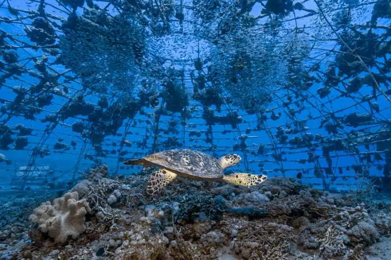 Premio al fotógrafo ambiental del año 2023