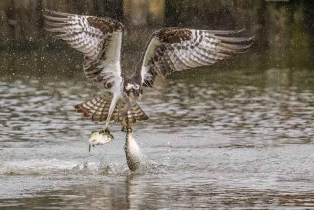 Los ganadores de Nature’s Best Photography Awards 2024