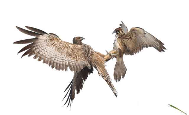 Finalistas en fotografía de aves de Australia 