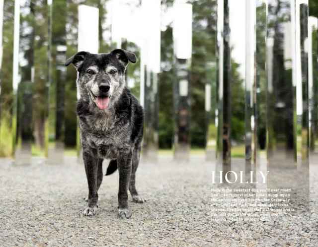  Calendario del Perro Triángulo Del Año 2024 