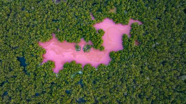 Ganadores de los premios Mangrove de fotografía