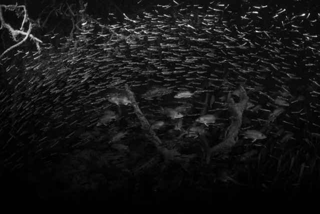 Ganadores de los premios Mangrove de fotografía