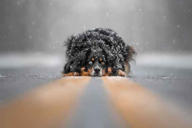 Las mejores fotografías de perros del 2023