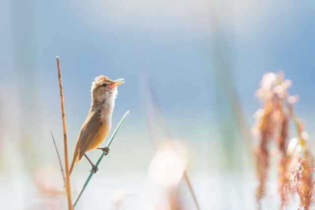 Finalistas en fotografía de aves de Australia 