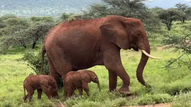 Nacen elefantes de una especie en peligro de extinción