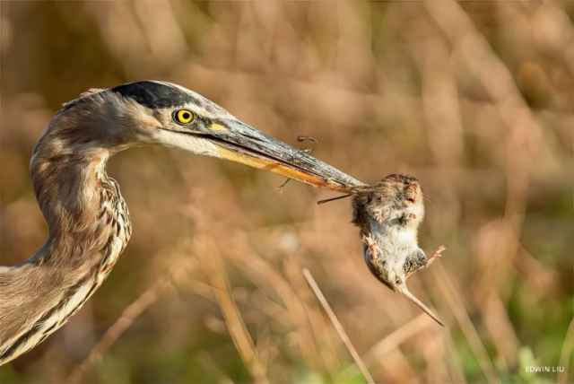 Ganadores del National Wildlife Photo Contest