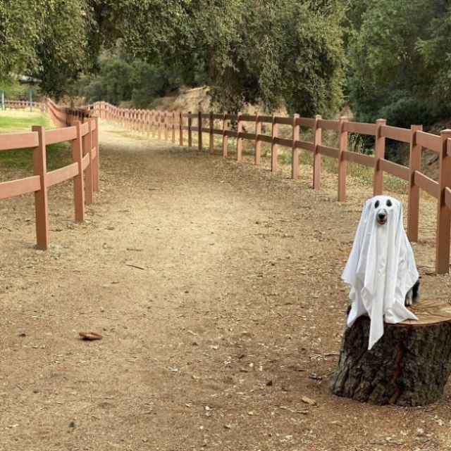 Disfraz de Halloween para humanos perezosos