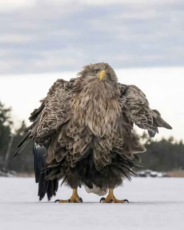 Ganadores de los premios Comedy Wildlife Photography Awards de 2024