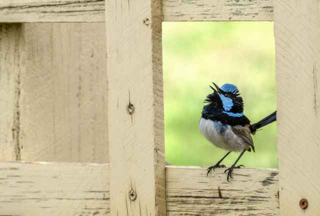 Finalistas en fotografía de aves de Australia 