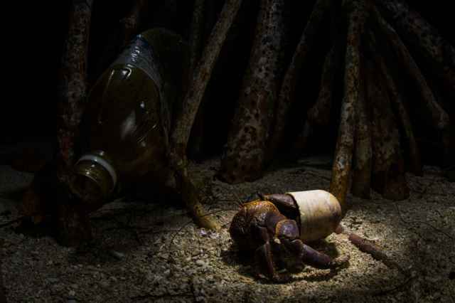 Ganadores de los premios Mangrove de fotografía