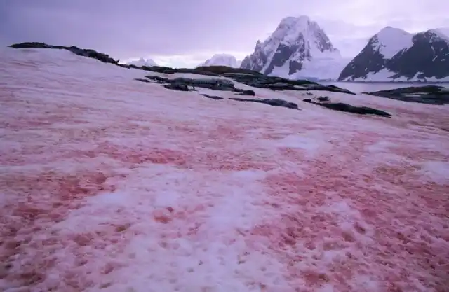 El  fenómeno de la nieve rosa 