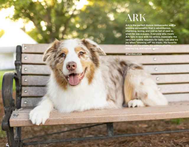  Calendario del Perro Triángulo Del Año 2024 