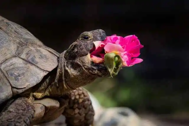 Las mascotas más divertidas del año