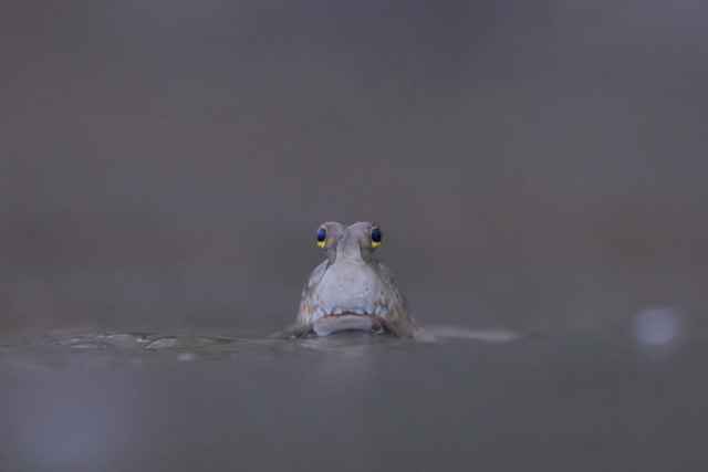 Ganadores de los premios Mangrove de fotografía